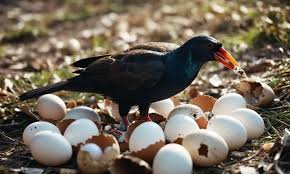 Creating the Ideal Habitat for Birds: Ensuring the Best Start for Hatchlings